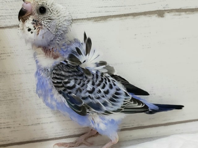 羽衣セキセイインコ