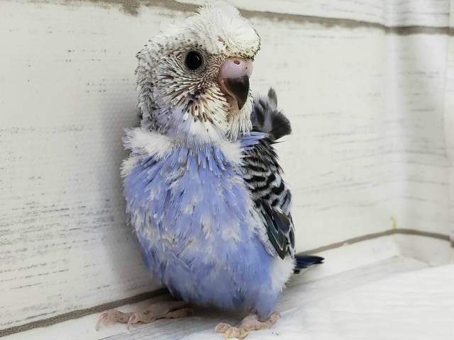 最新画像更新です。ベタなれ羽衣セキセイインコオパーリンその2 羽衣セキセイインコ