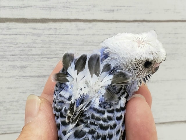 羽衣セキセイインコ