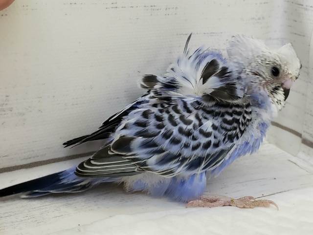 羽衣セキセイインコ