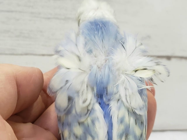 羽衣セキセイインコ