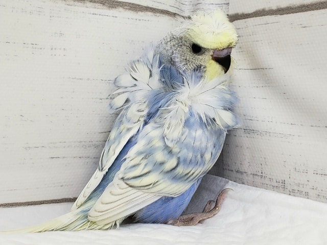 羽衣セキセイインコ