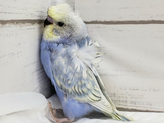 羽衣セキセイインコ