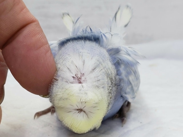 羽衣セキセイインコ