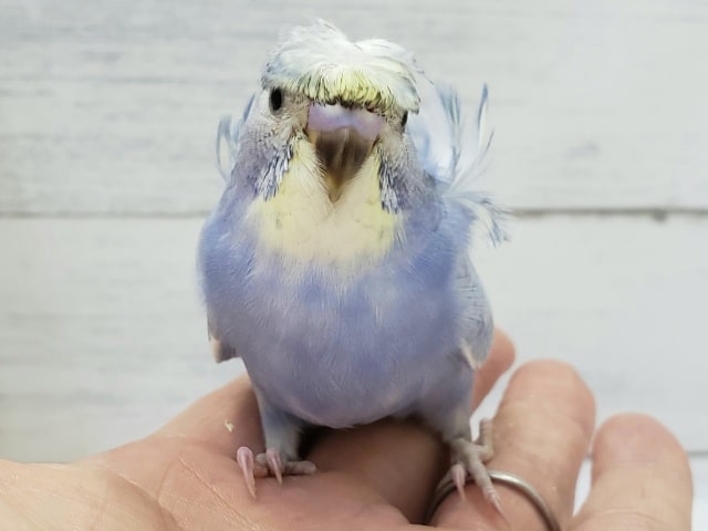羽衣セキセイインコ