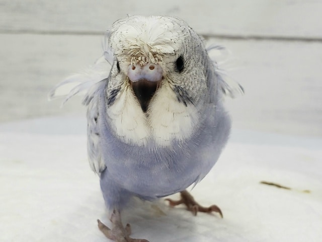 羽衣セキセイインコ