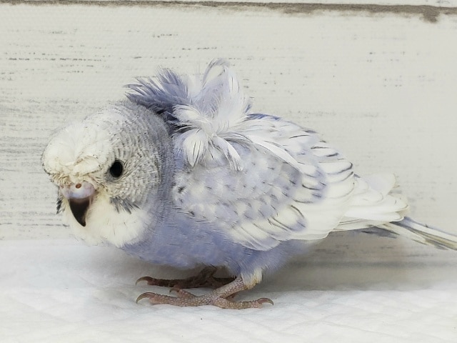 羽衣セキセイインコ