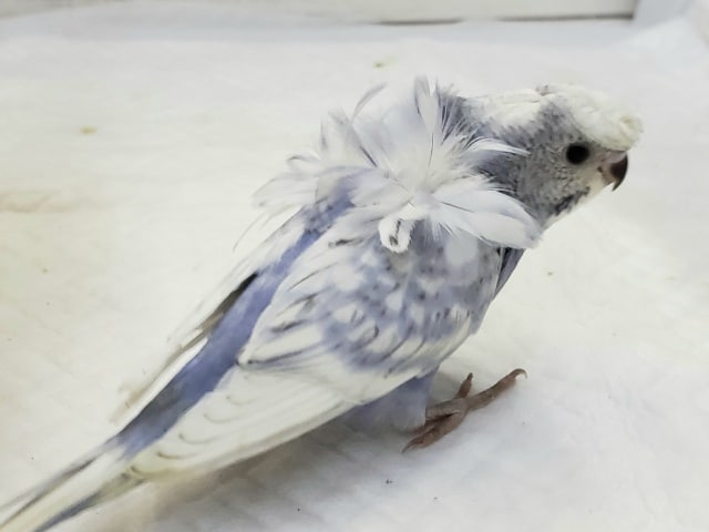 羽衣セキセイインコ