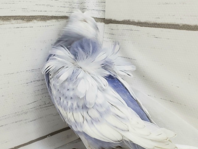 羽衣セキセイインコ