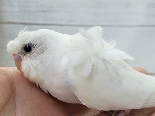 羽衣セキセイインコ