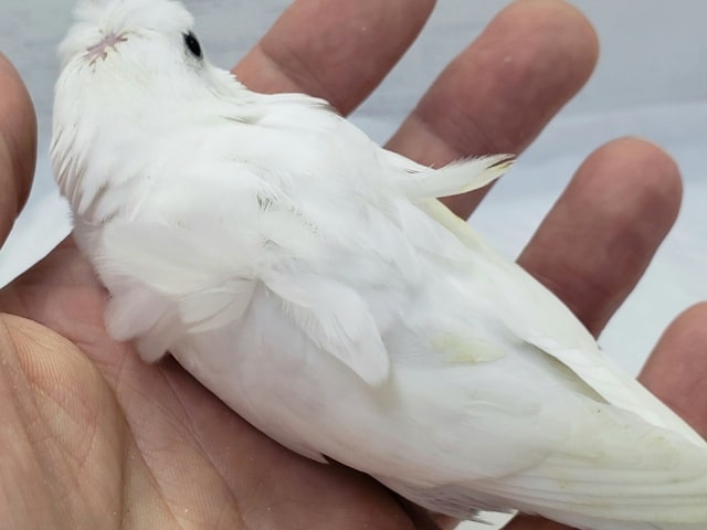羽衣セキセイインコ