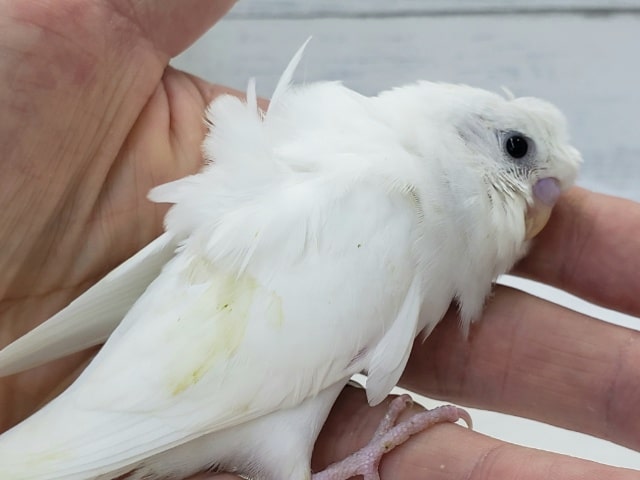 羽衣セキセイインコ