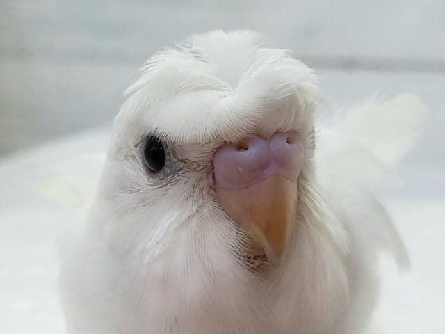 羽衣セキセイインコ
