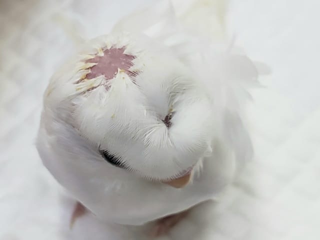 羽衣セキセイインコ