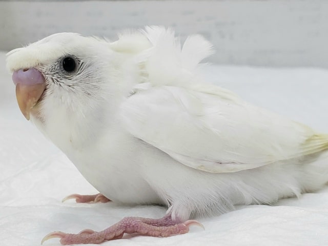 羽衣セキセイインコ