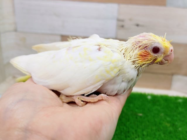 オカメインコ