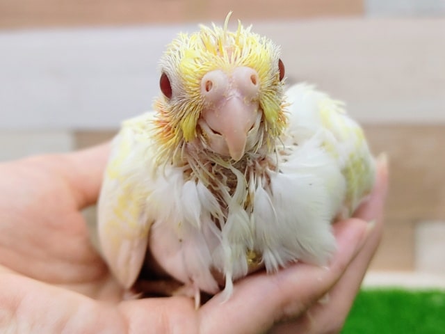 オカメインコ