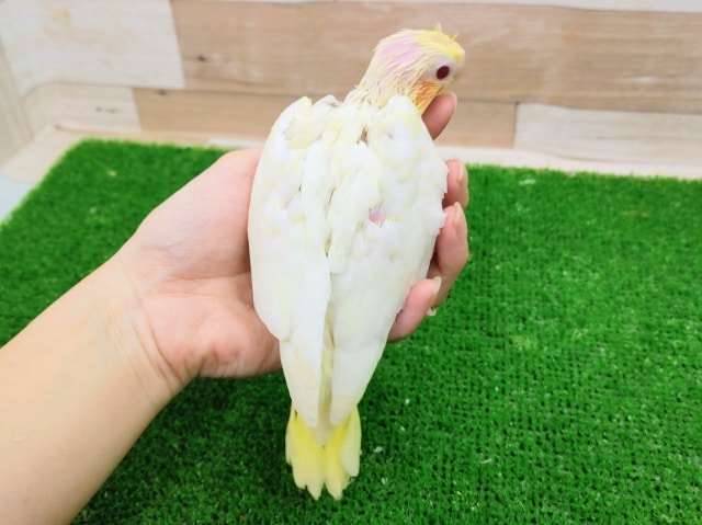 オカメインコ