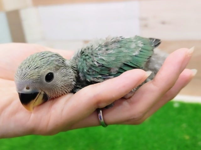 コザクラインコ（小桜インコ）