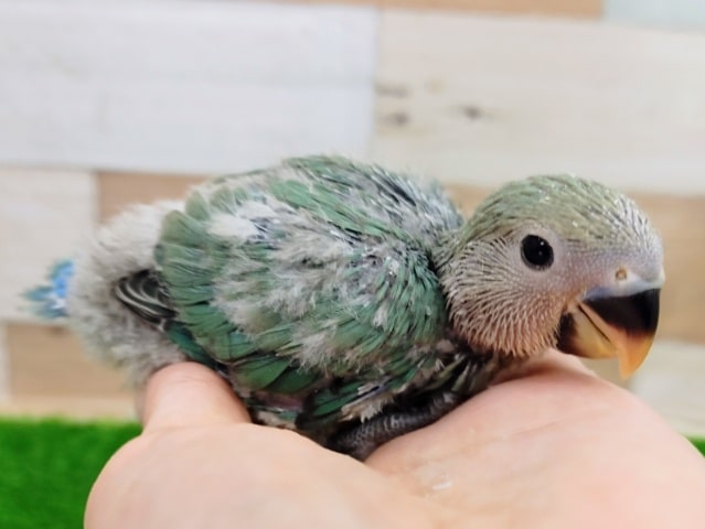 コザクラインコ（小桜インコ）