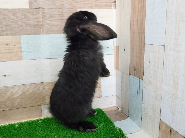 ロップイヤーラビット