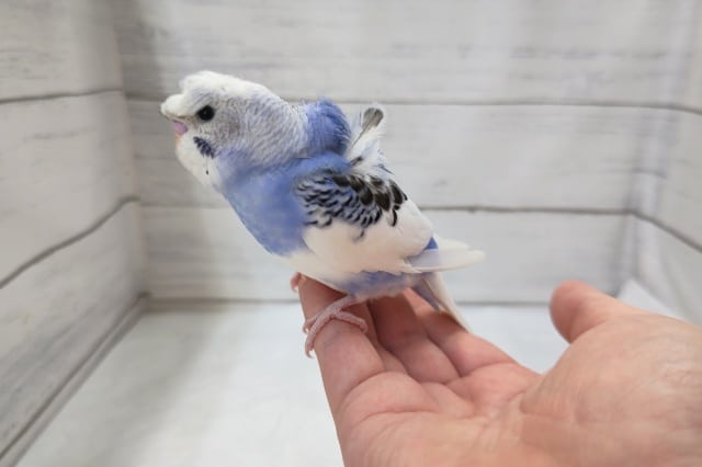 羽衣セキセイインコ