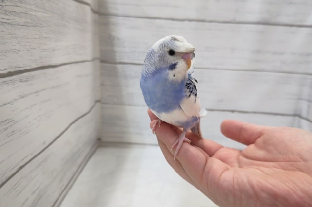羽衣セキセイインコ