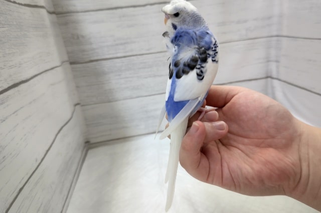 羽衣セキセイインコ