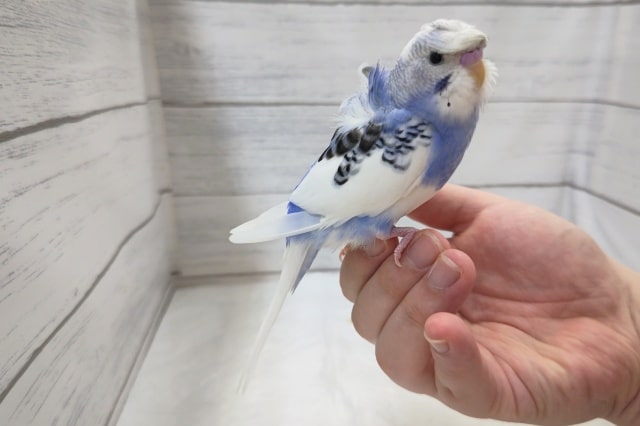 羽衣セキセイインコ