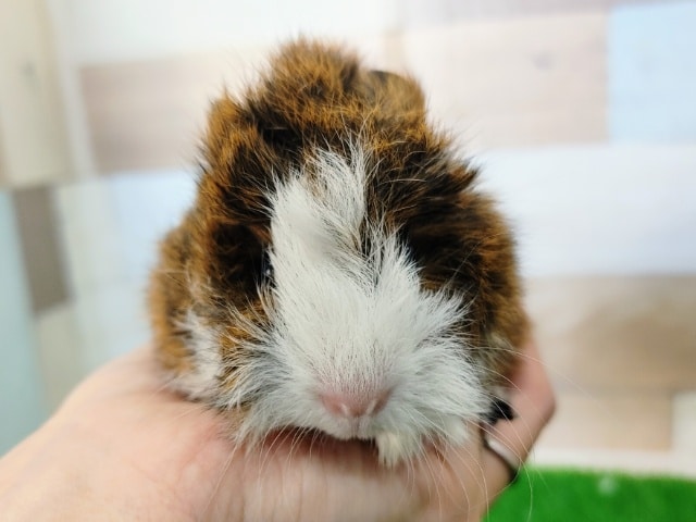 アビシニアンモルモット