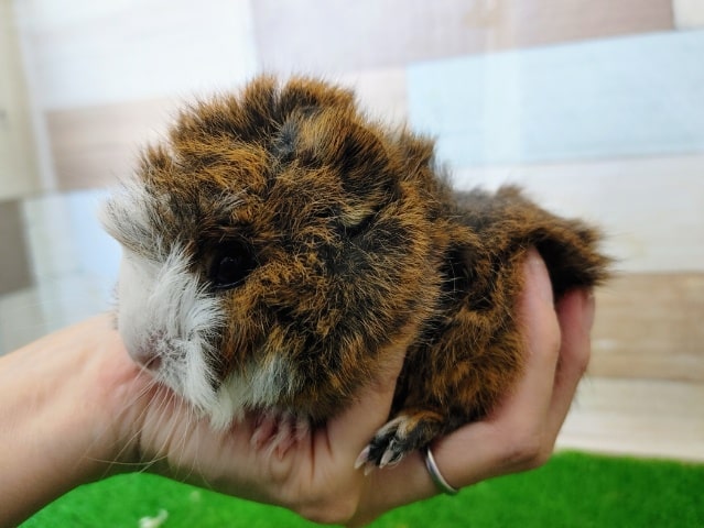 アビシニアンモルモット