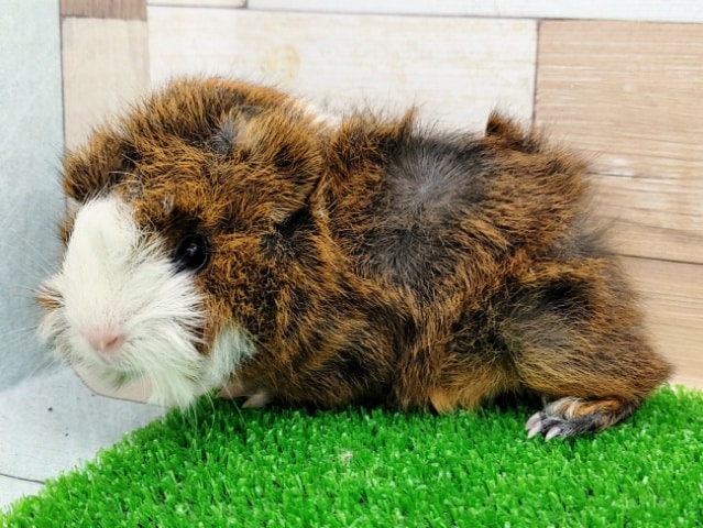 アビシニアンモルモット