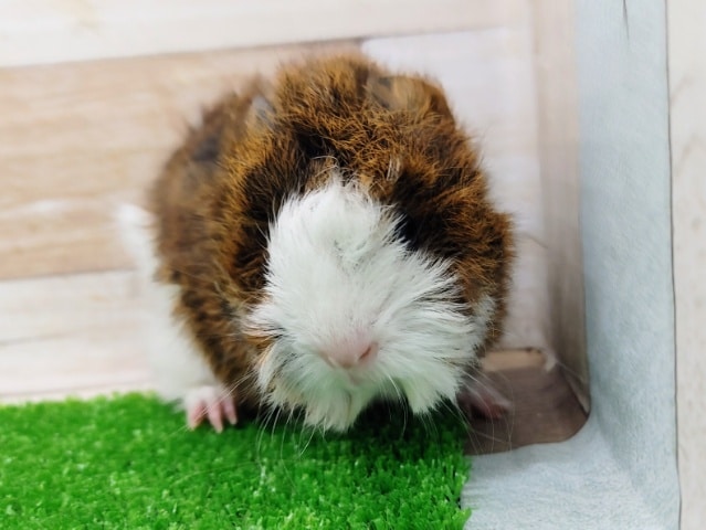 アビシニアンモルモット