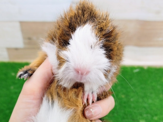 アビシニアンモルモット