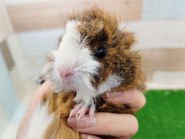 アビシニアンモルモット