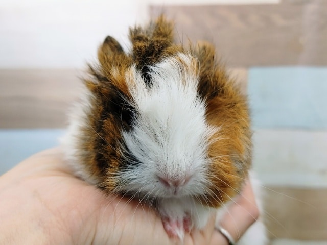 アビシニアンモルモット