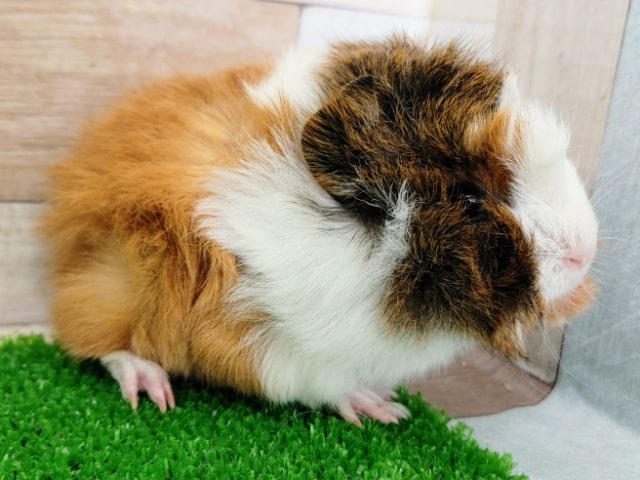 アビシニアンモルモット