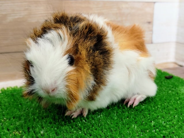 アビシニアンモルモット