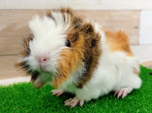 アビシニアンモルモット