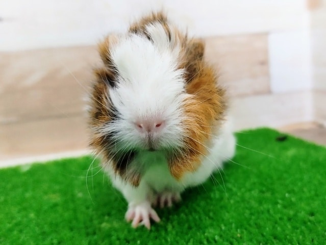 アビシニアンモルモット