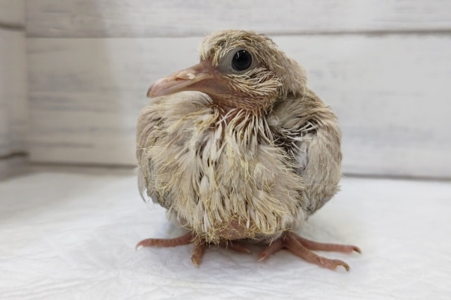 ジュズカケバト