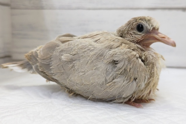 ジュズカケバト