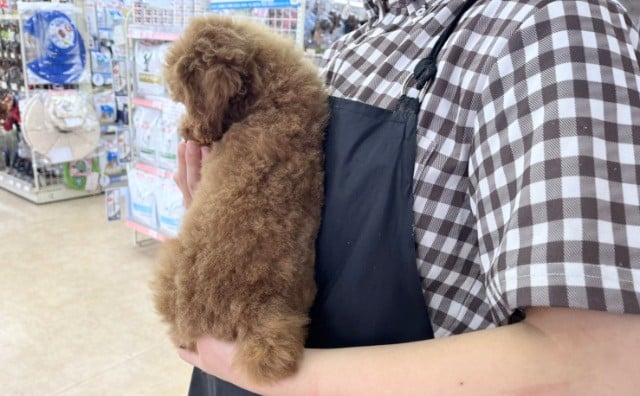 最新画像!トイプードル(レッド)女の子♪ムッチリボディ❤ トイプードル