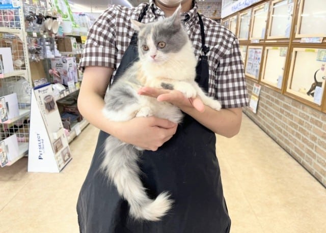 スコティッシュフォールド