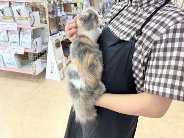 スコティッシュフォールド