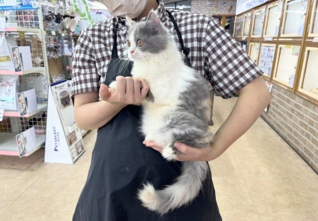 スコティッシュフォールド