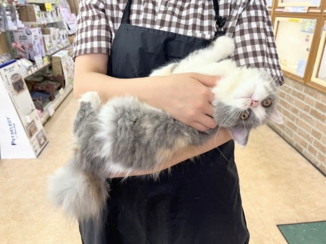 スコティッシュフォールド