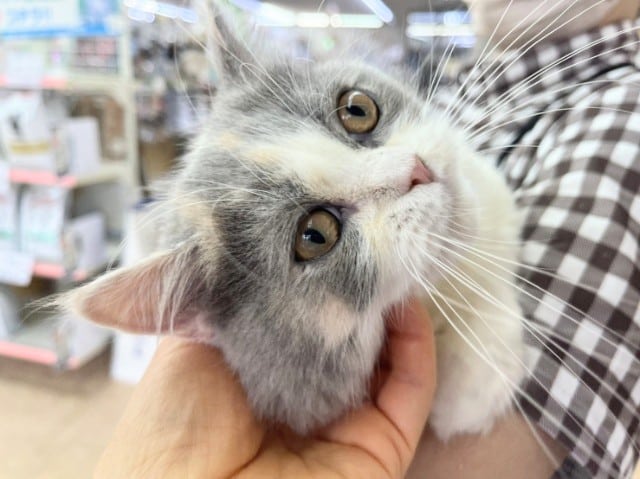 スコティッシュフォールド