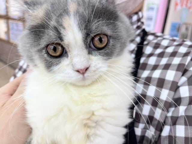 スコティッシュフォールド