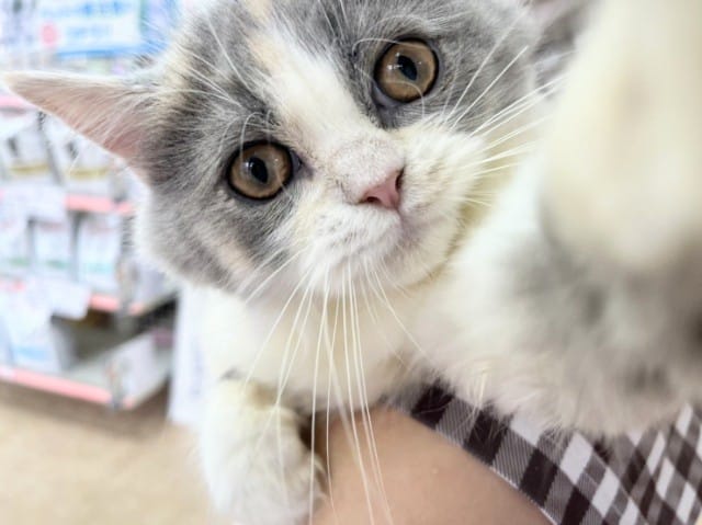 スコティッシュフォールド